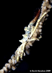 Xeno Crab on Whip Coral. Taken in Dumaguette with D200 an... by David Henshaw 